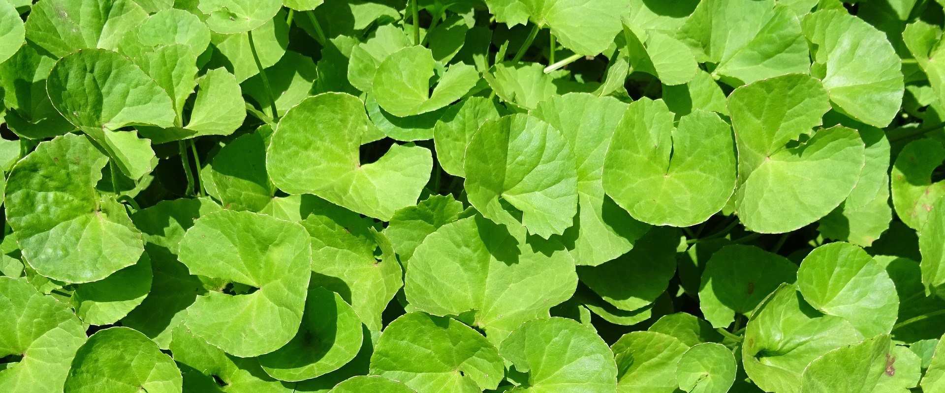 Harnessing the Power of Gotu Kola for Hormonal Balance