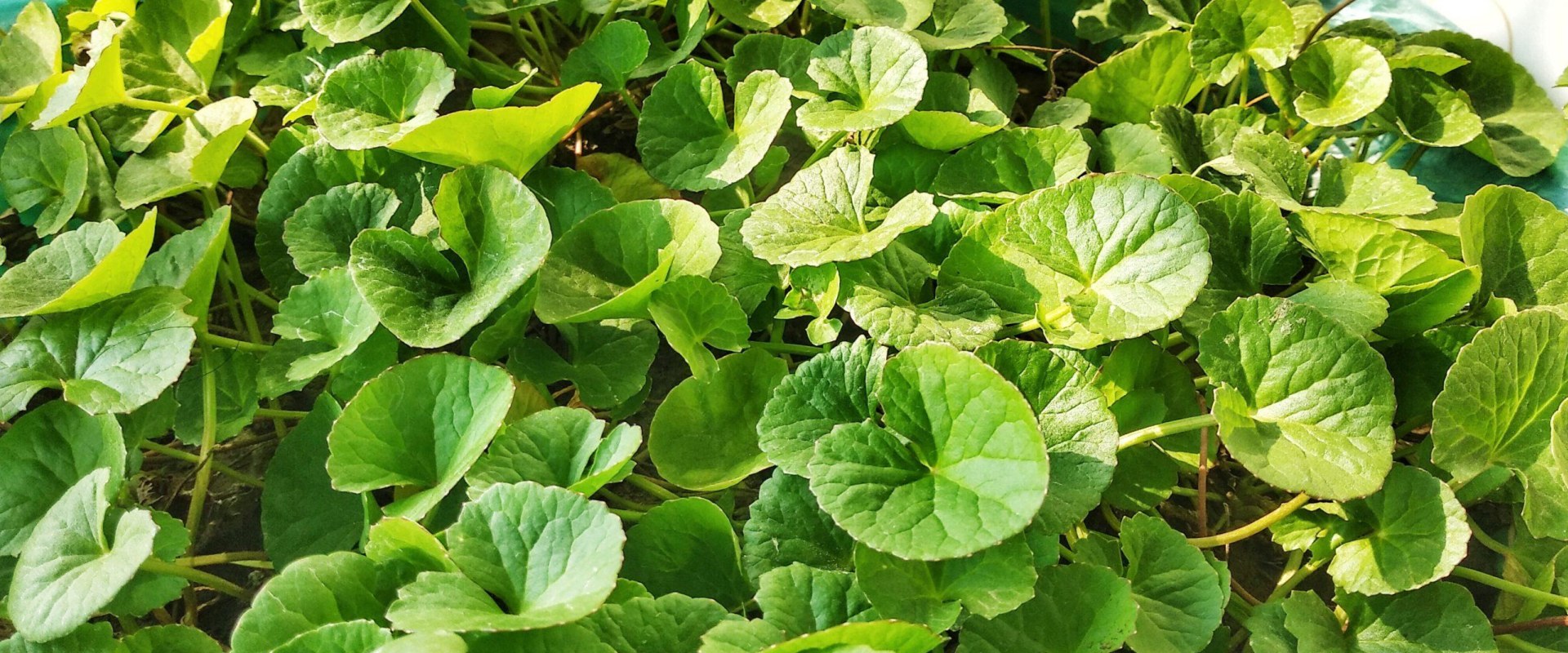 The Incredible Benefits of Centella Asiatica: A Comprehensive Guide to Gotu Kola Benefits