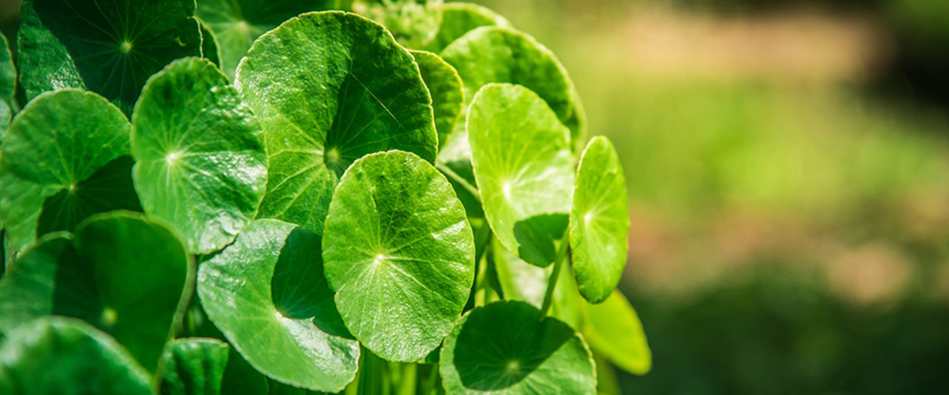The Incredible Benefits of Centella Asiatica: From Collagen Production to Cognitive Function