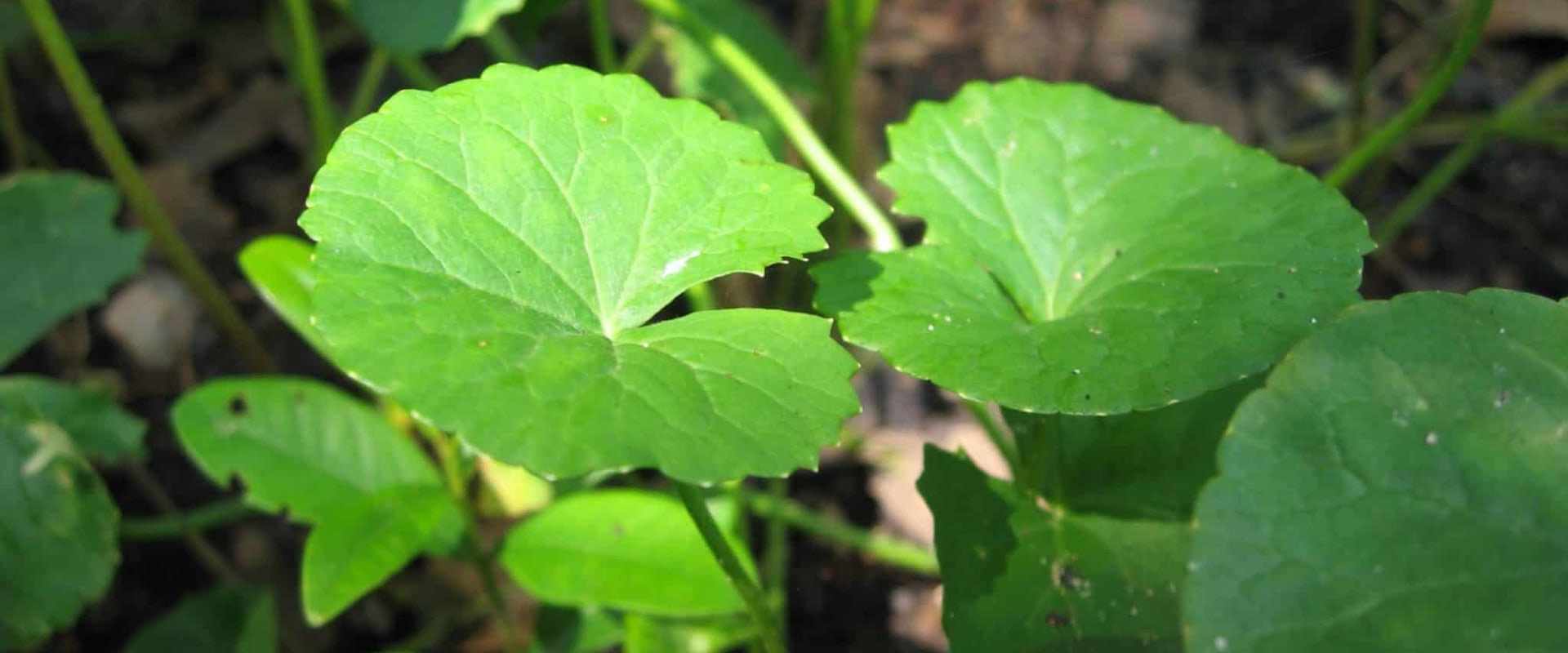 Unlocking the Power of Gotu Kola: A Comprehensive Guide to Its Benefits for Energy and Cognitive Function