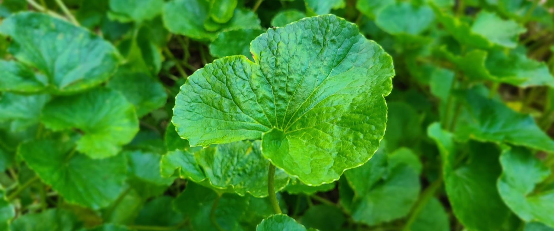 The Healing Power of Centella Asiatica: Unleashing Its Potential for Skin and Overall Health