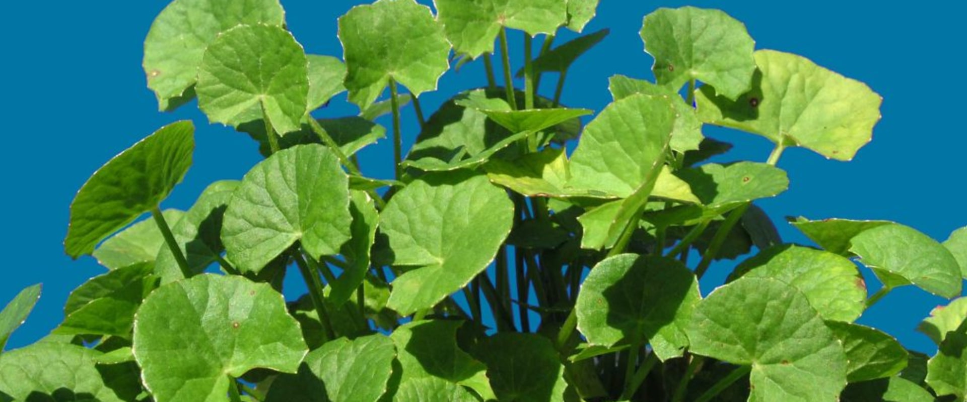 Unlocking the Potential of Gotu Kola: A Comprehensive Guide to Its Benefits for Dementia