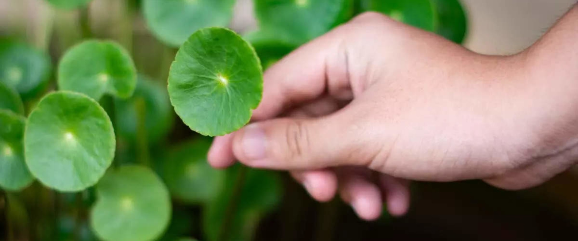 Unlocking the Weight Loss Potential of Gotu Kola: Benefits and Uses
