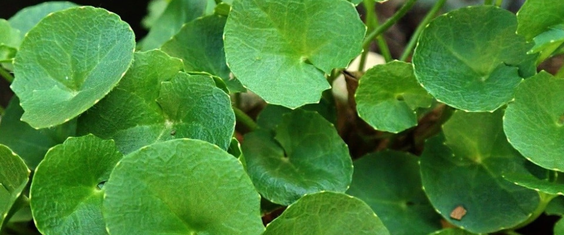 Unlocking the Incredible Benefits of Gotu Kola: An Expert's Insight