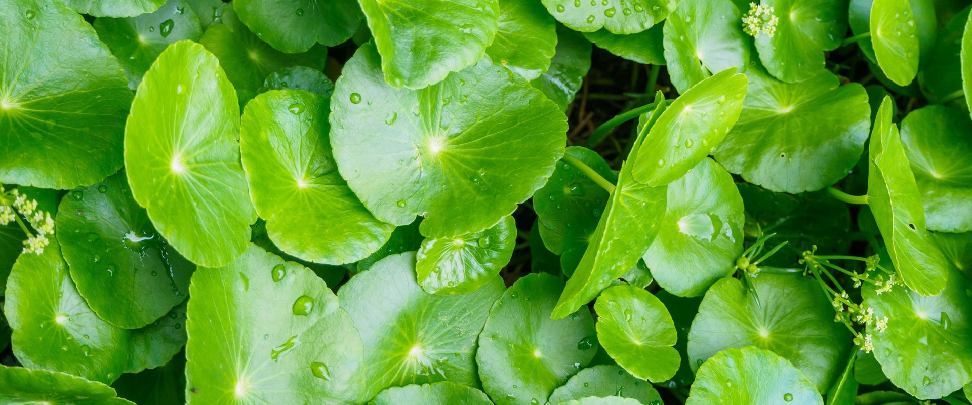 Unlocking the Secrets of Gotu Kola: A Natural Solution for Hair Growth