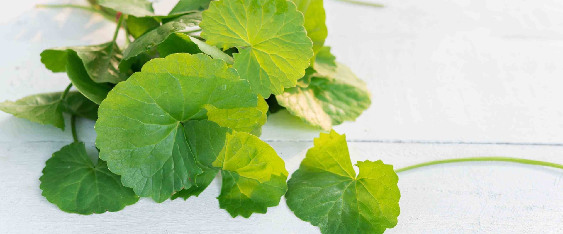 Unlocking the Benefits of Centella Asiatica: The Power of Gotu Kola for Your Skin