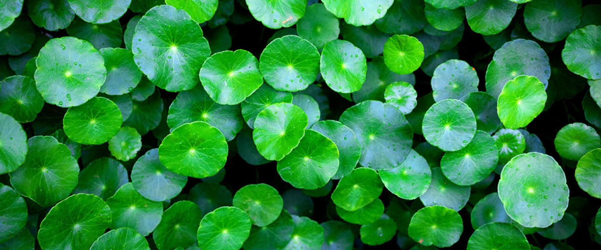 The Power of Centella Asiatica: Unlocking the Benefits of Gotu Kola for Collagen Production and Skin Health