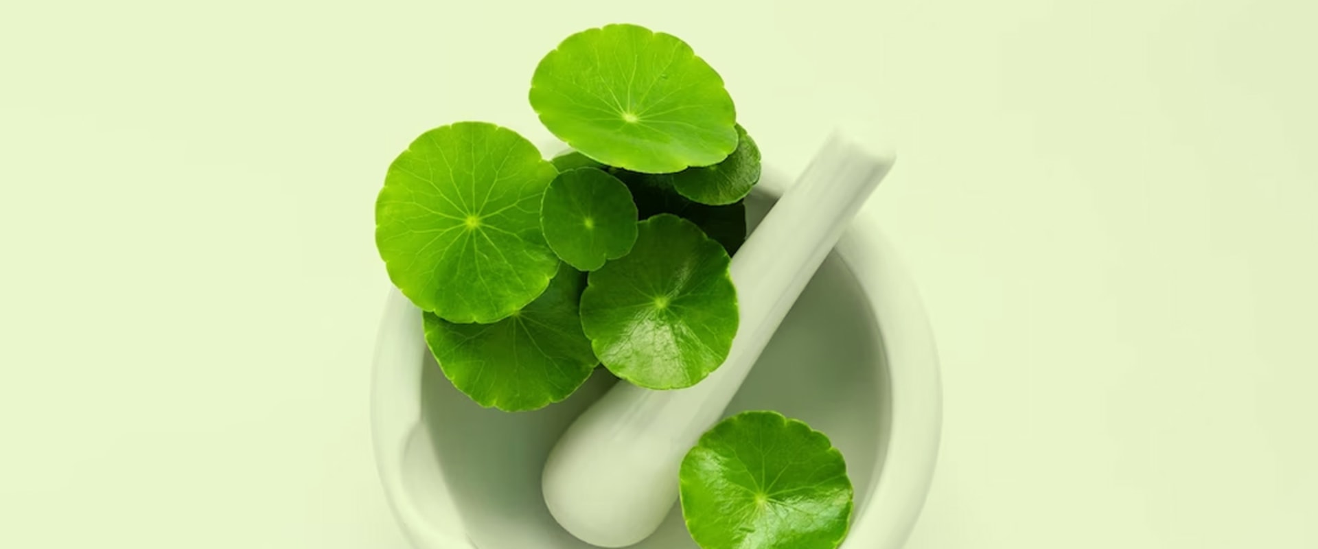 Exploring the Skin Benefits of Gotu Kola: Nature's Healing Herb