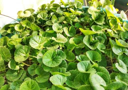 The Incredible Benefits of Centella Asiatica: A Comprehensive Guide
